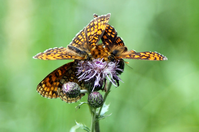 Schmetterlinge auf einer Blüte 2