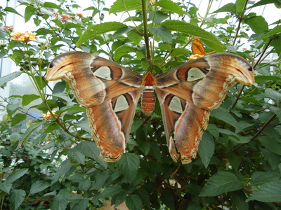 Riesenschmetterling