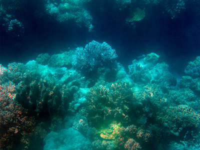Unterwasserwelt am Great Barrier Riff