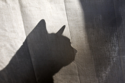 Katzen-Silhouette