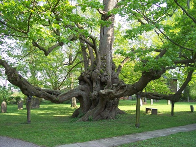 Baum mit leichten Altersschwächen