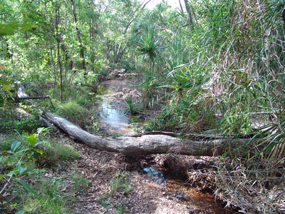 Australischer Regenwald