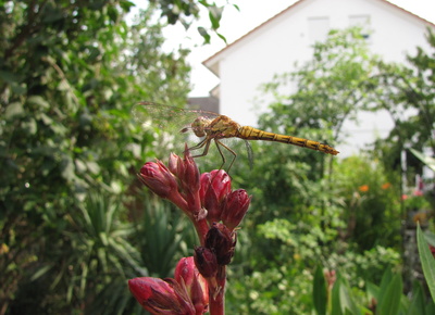 Libelle auf Oleanderblüte