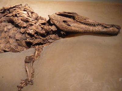 Krokodil (Fossil)