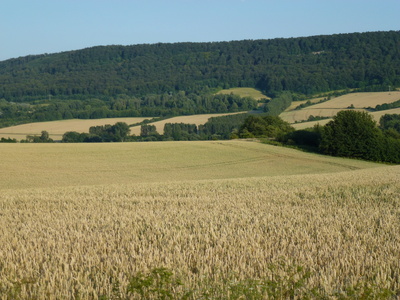 die Frucht reift