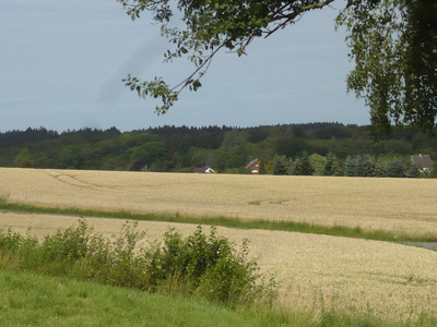 Kornfeld im Sauerland