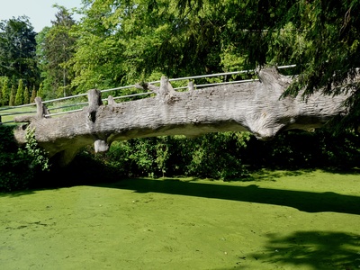 Baum-Brücke