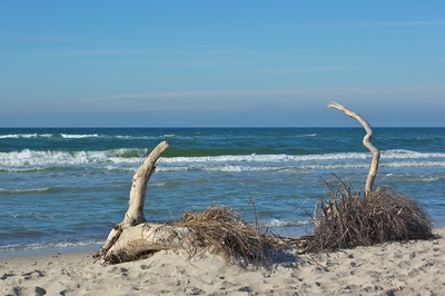 Strandgut mit Baumstumpf