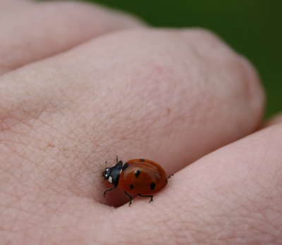 marienkäfer auf hand