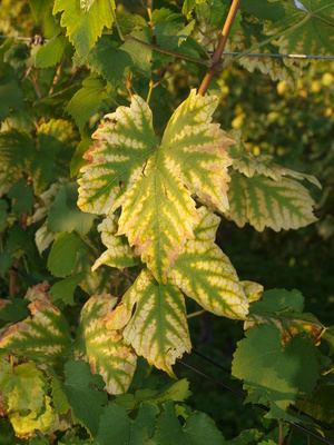 Weinblatt  schon gelb!