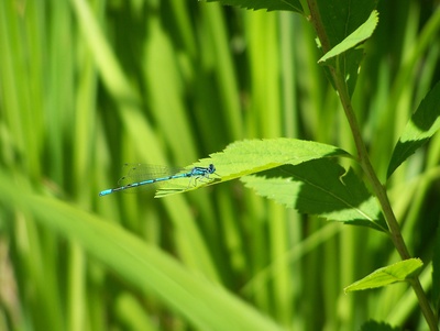 Libelle