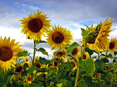 Sonnenblumen