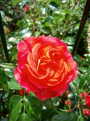 Orange-Rot geflammte Rose