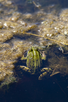 Teichfrosch III