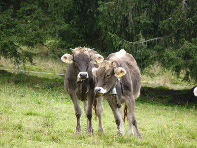 Alpen-Kühe