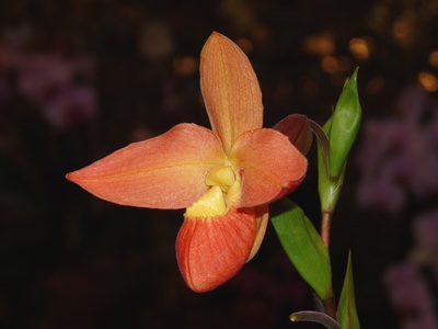Orange Orchidee