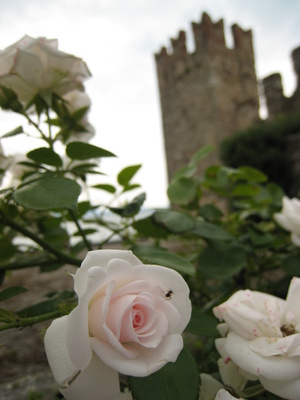 Weiße Rose vor der Burg von Sirmione