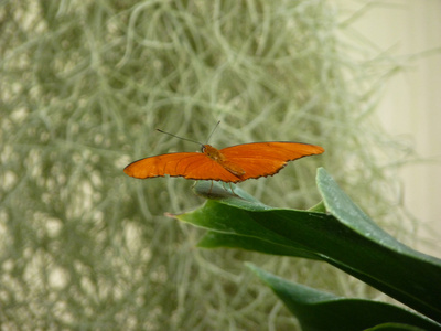 Schmetterling orange