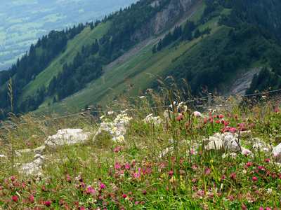 Farbenfrohe Bergwiese