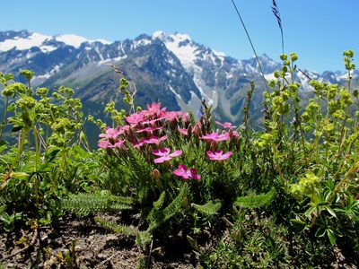 Bergprimeln und weiße Gipfel