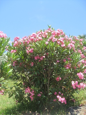 Oleanderbusch