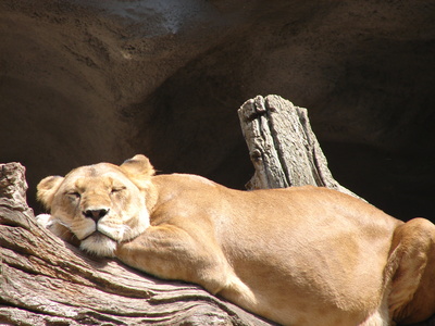 Löwin schlafend
