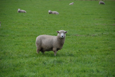 neuseeländische Schaf