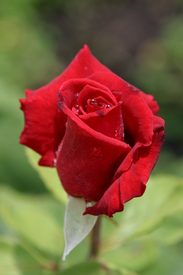 Rote Rose