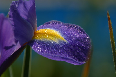 Blume blau/violett benetzt