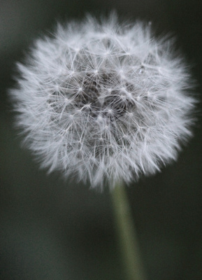 Wiesenblume, Löwenzahn