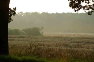 " Sommernebel "