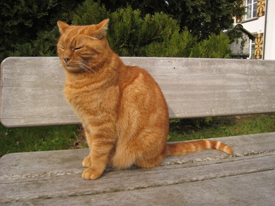 Garfield auf Parkbank