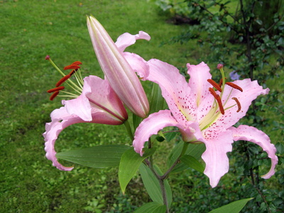 Lilien im Garten