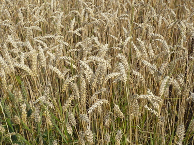 Kornfeld im Sauerland