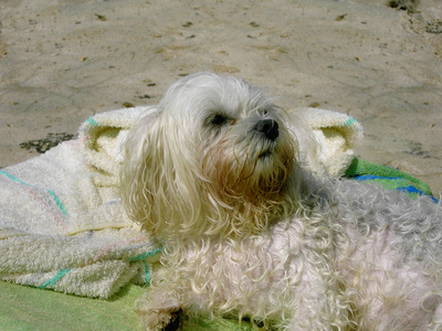 Jenny am Strand