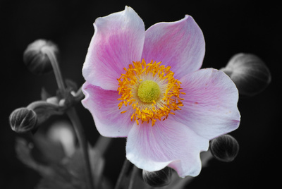 Anemone in Colorkey