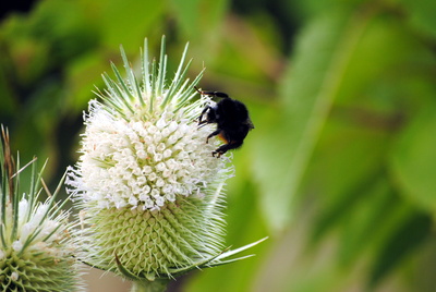 Hummel bei der Arbeit 2