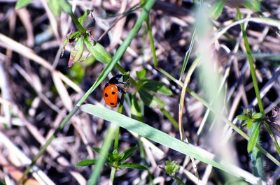 Marienkäfer im Gras