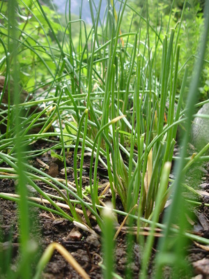 Schnittlauch im Kräutergarten