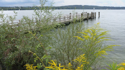 Steg in den See - gelbe Blumen