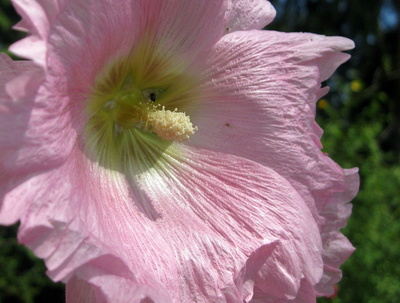 rosa Blüte im Sonnenlicht