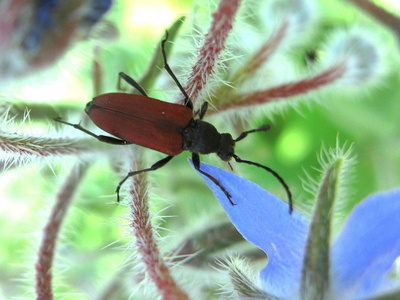 roter Käfer (Bockkäfer)