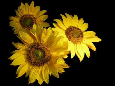 Sonnenblumen freigestellt
