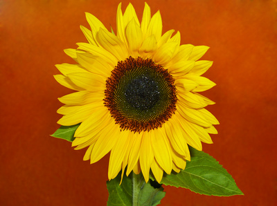 Sonnenblume I
