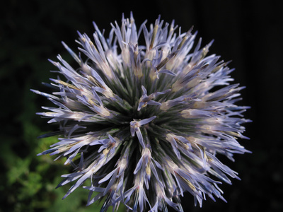 Kugeldistel (Zierdistel)