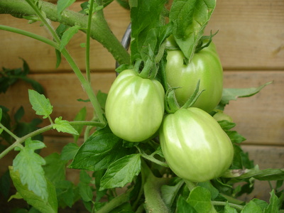 Tomaten in der Reifungsphase