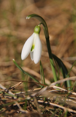 Schneeglöckchen