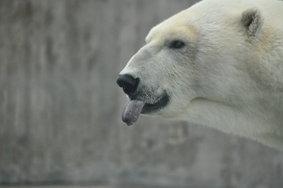 Zunge zeigender Eisbär