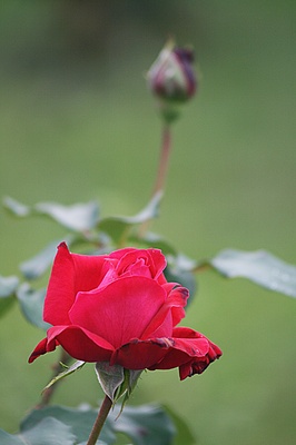 rose in rot