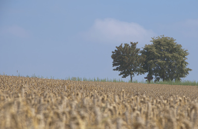 Weizenfeld vor der Ernte